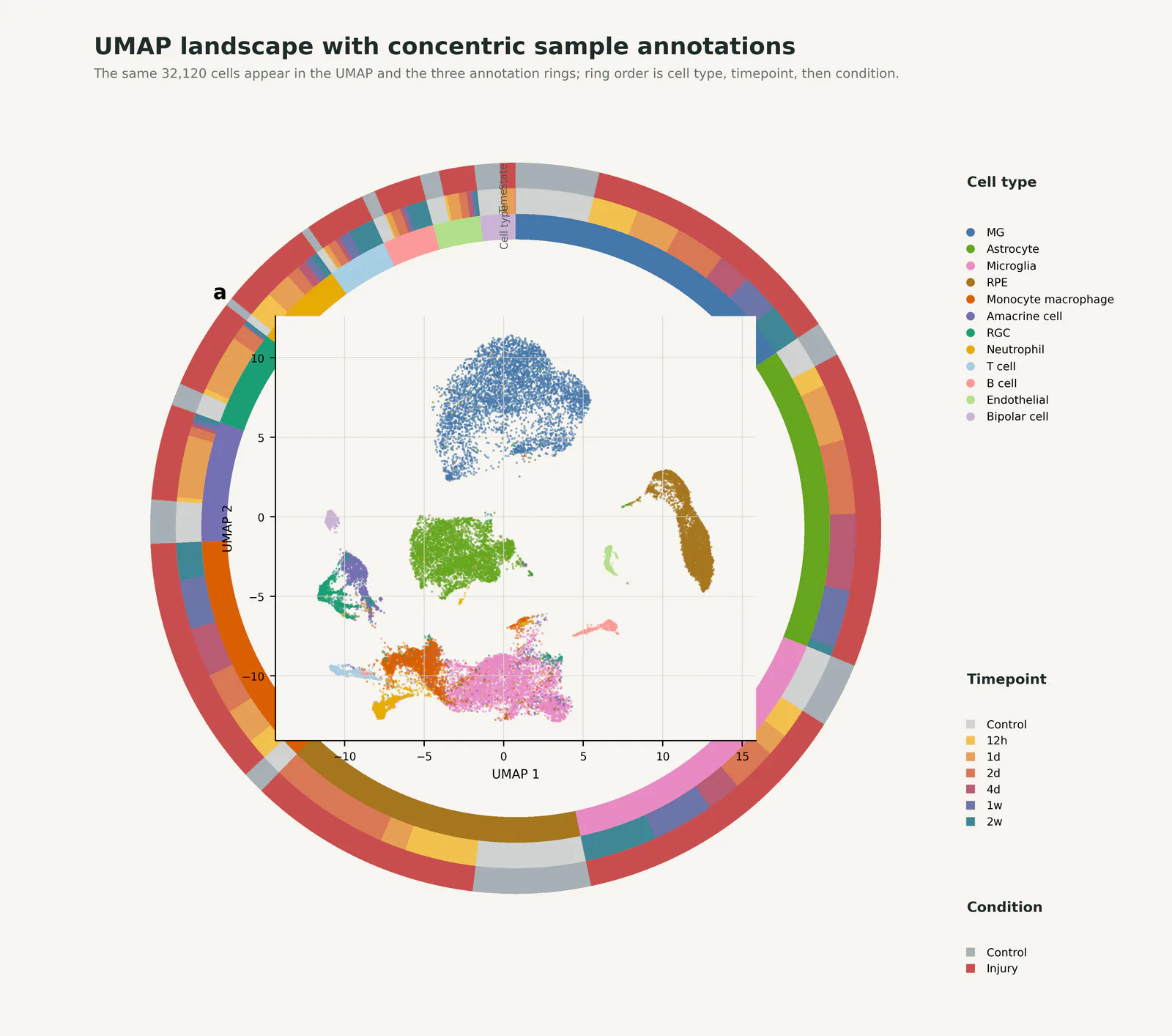 UMAP Concentric Group Annotations预览图